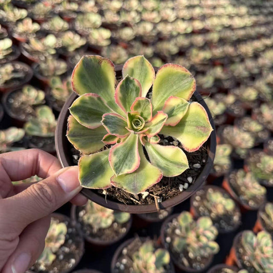 Echeveria Blue and White Porcelain