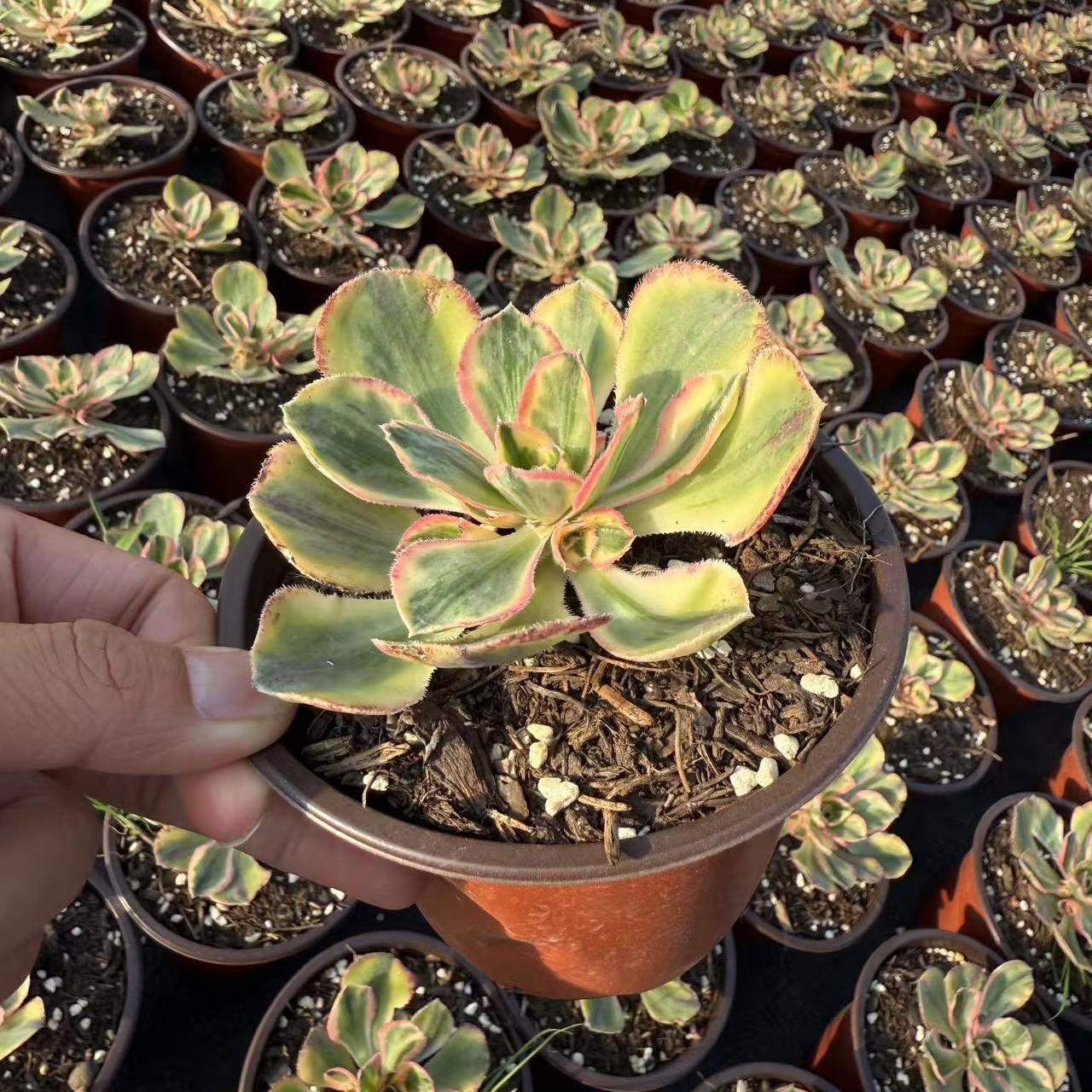 Echeveria Blue and White Porcelain