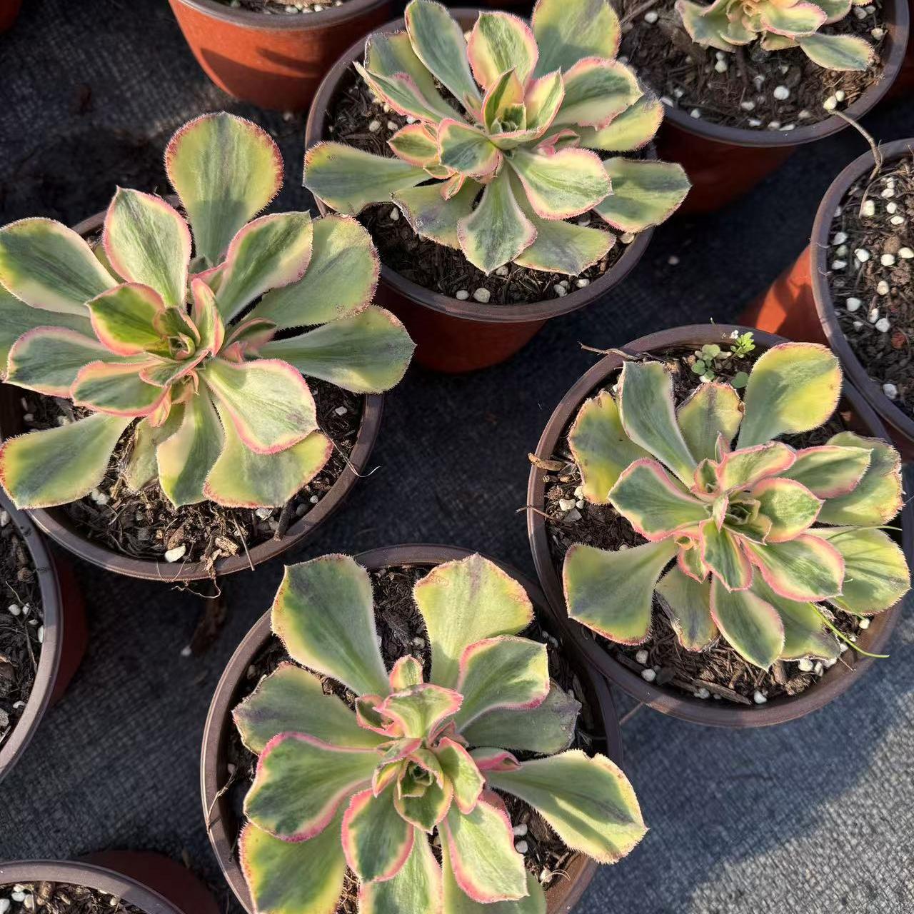 Echeveria Blue and White Porcelain
