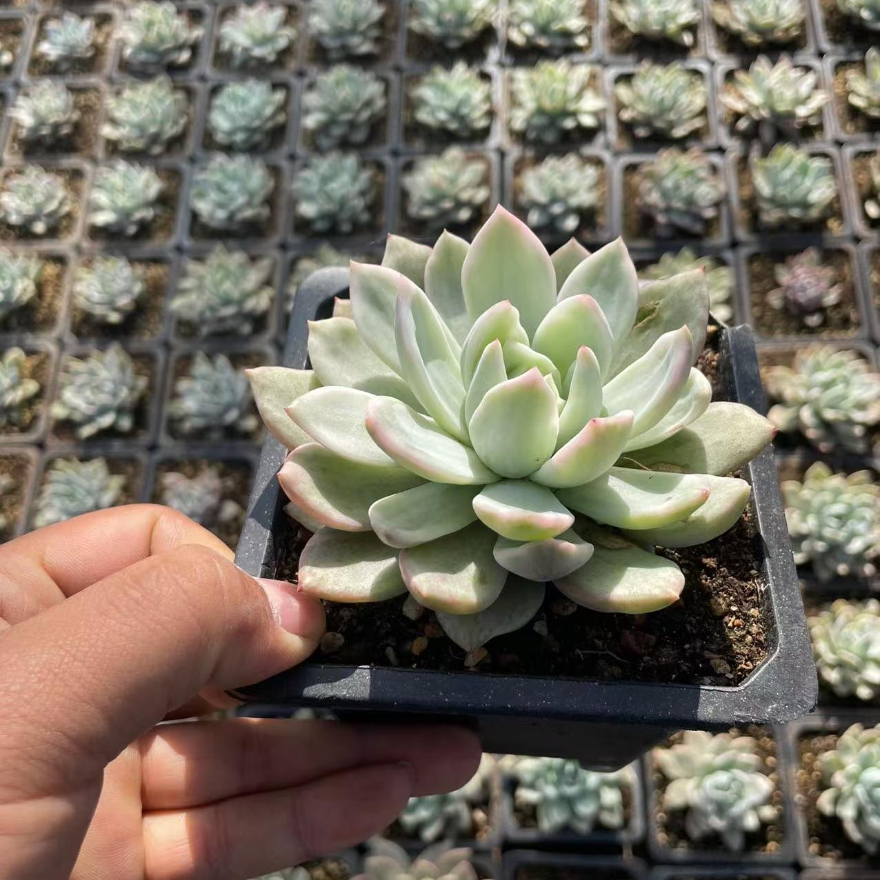 Echeveria Champagne