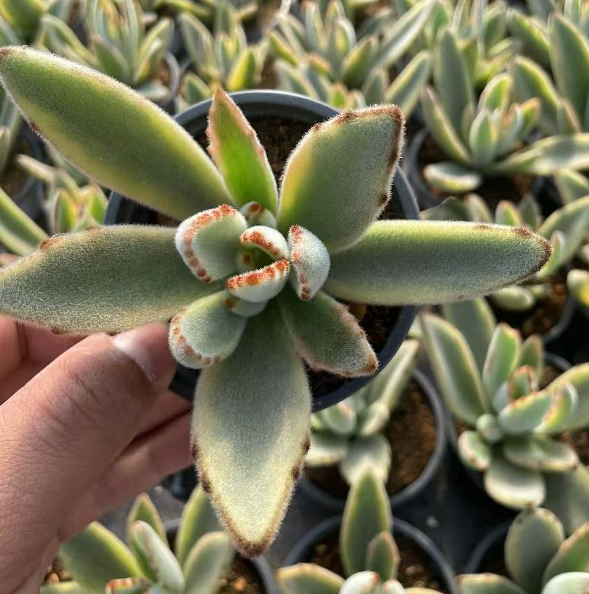 Echeveria Rabbit