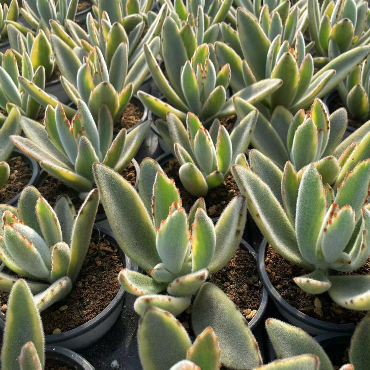 Echeveria Rabbit