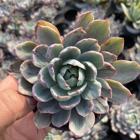 Echeveria Hera