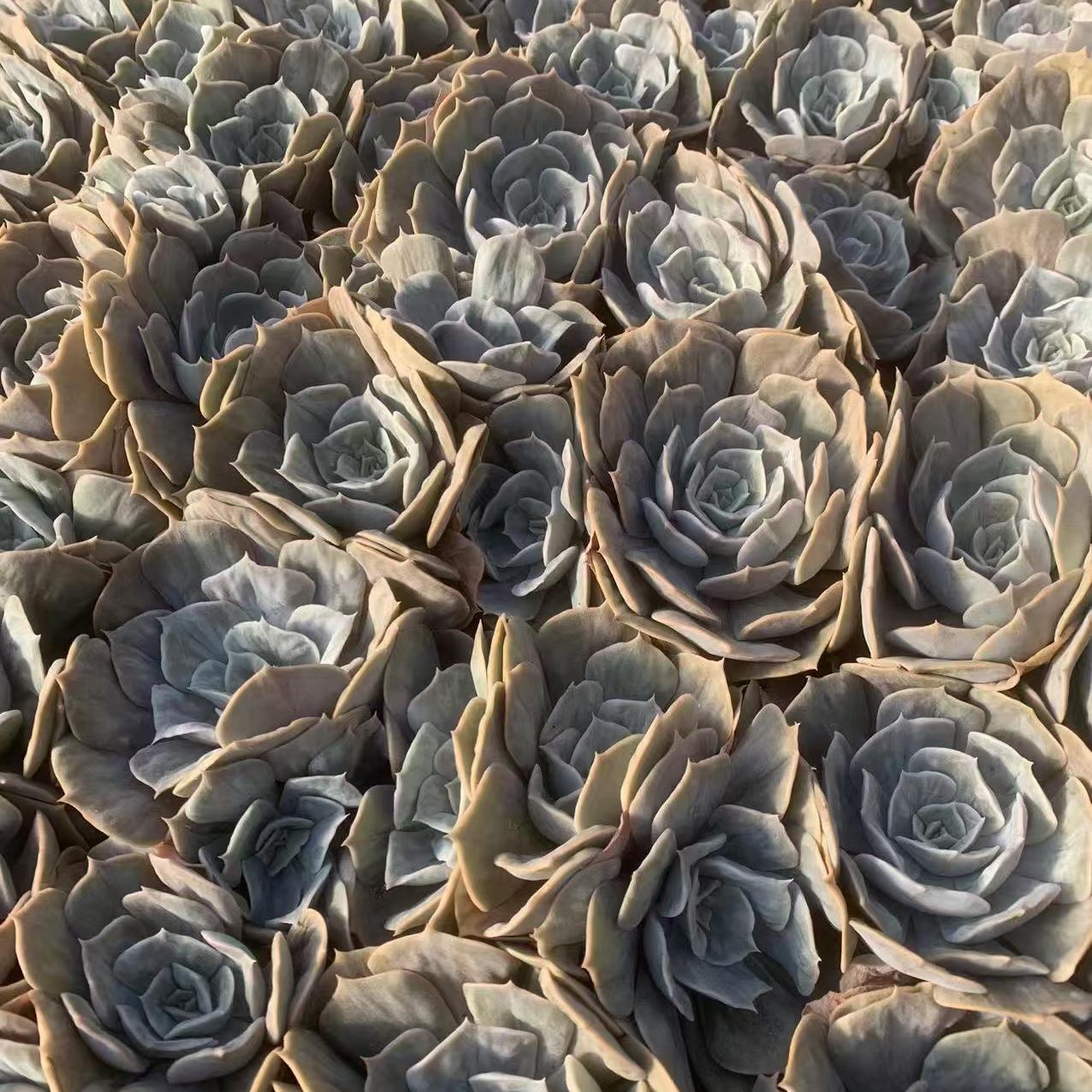 Echeveria Marvel