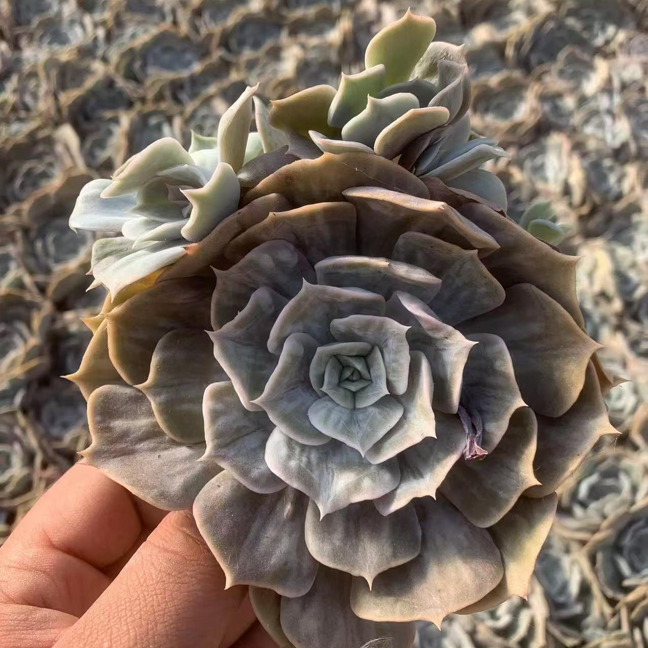 Echeveria Marvel