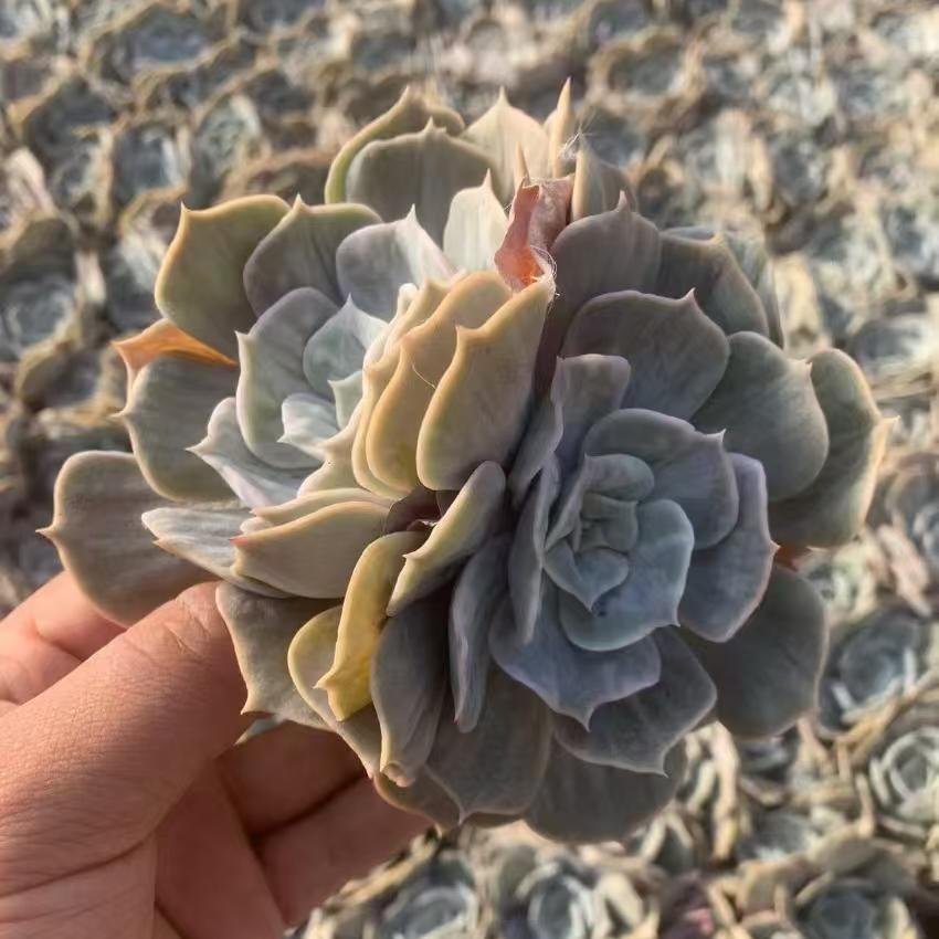 Echeveria Marvel