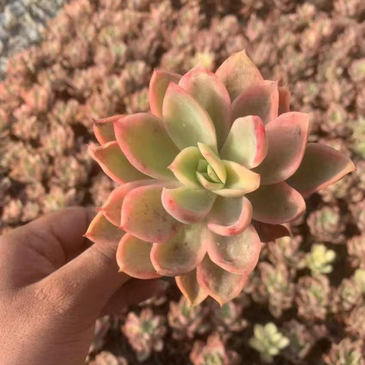 Echeveria Joey