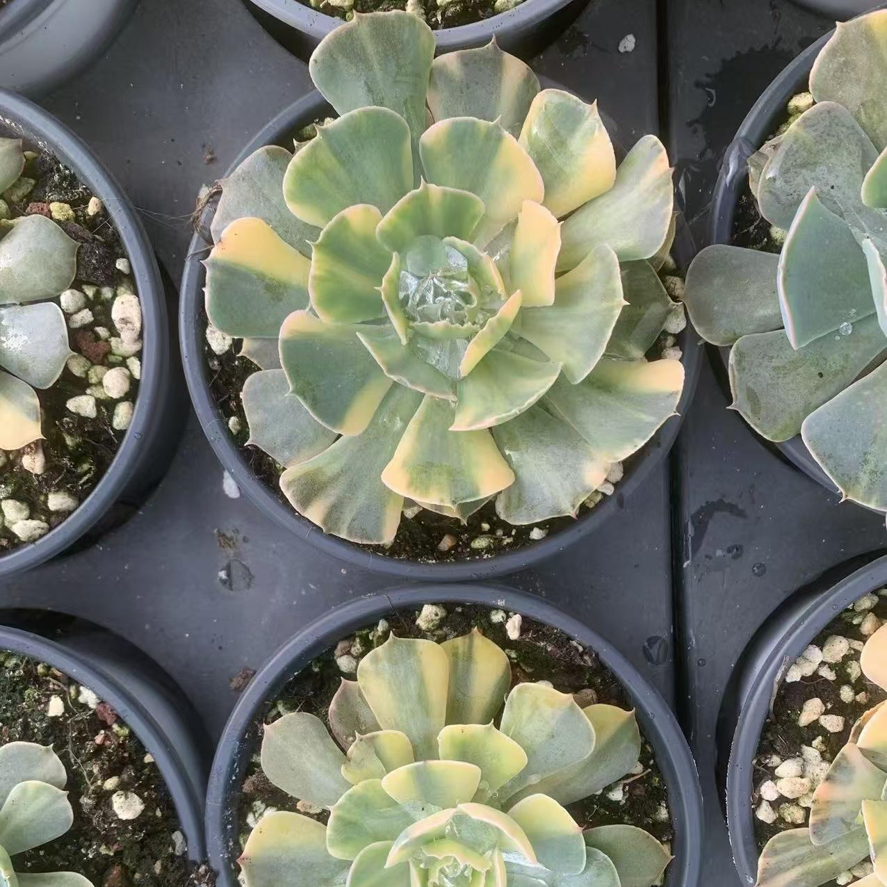 Echeveria Desert Star