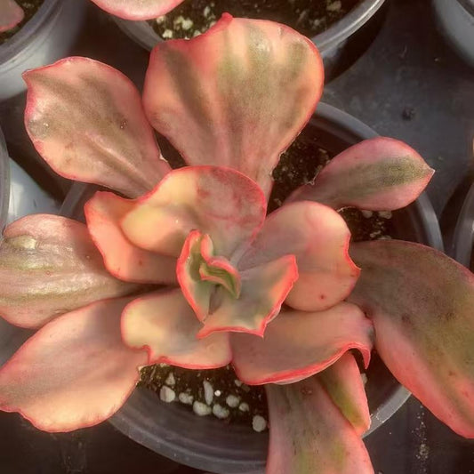 Echeveria Flamingo
