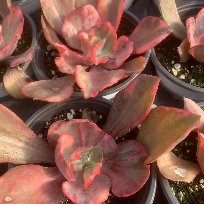Echeveria Flamingo