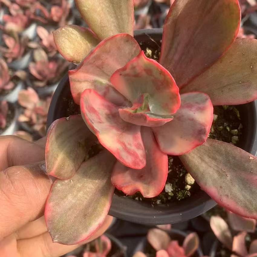 Echeveria Flamingo