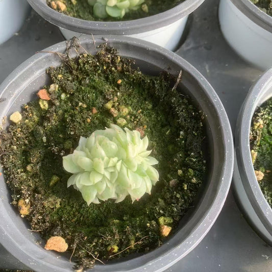 Echeveria Jade Bead