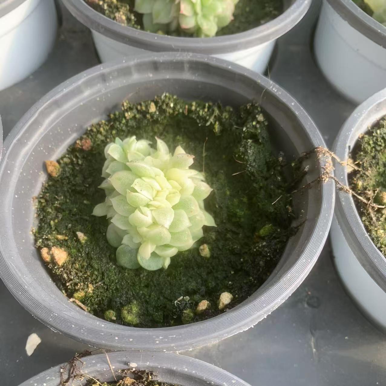Echeveria Jade Bead