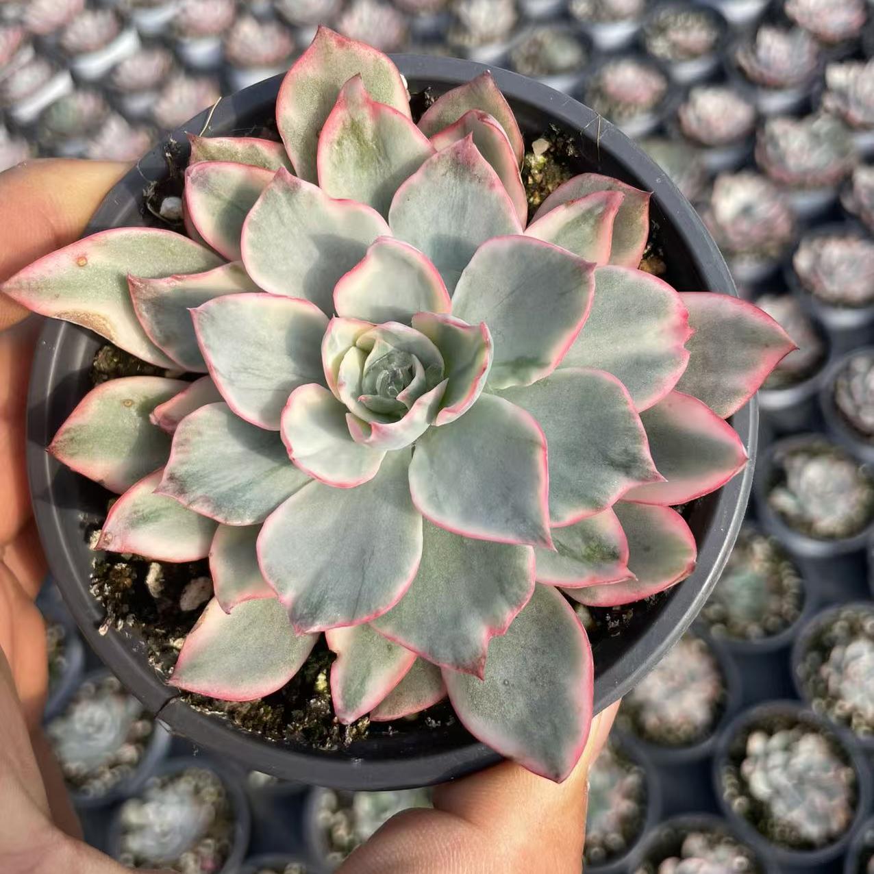 Echeveria Ami Star