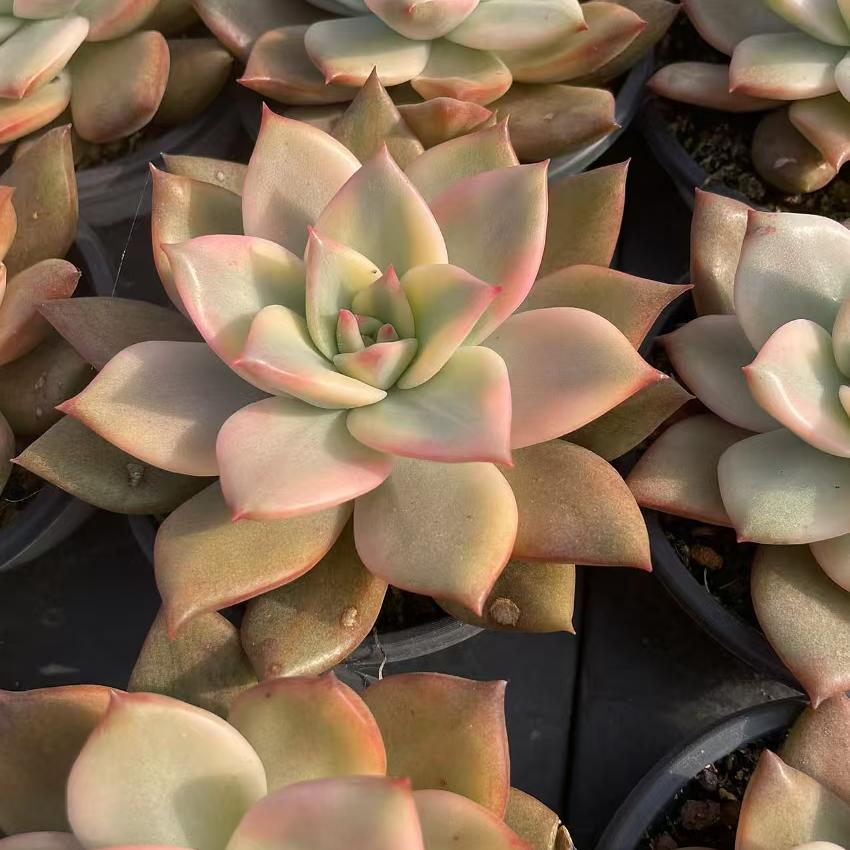 Echeveria Carmela
