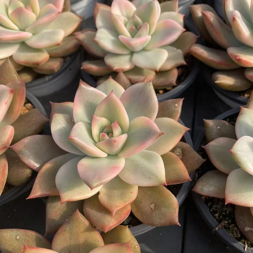 Echeveria Carmela