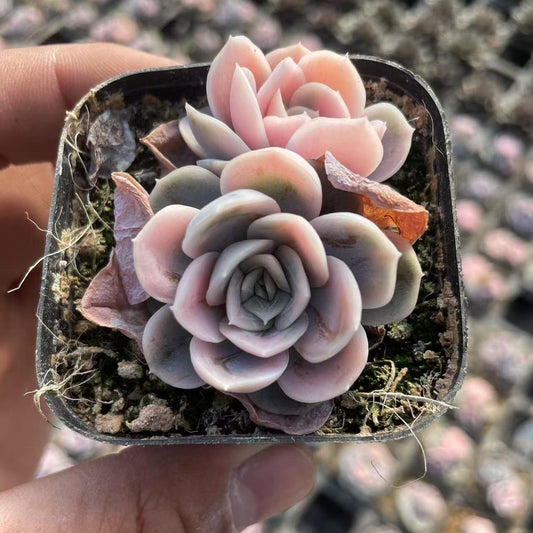 Echeveria Blue Surprise (Double headed)