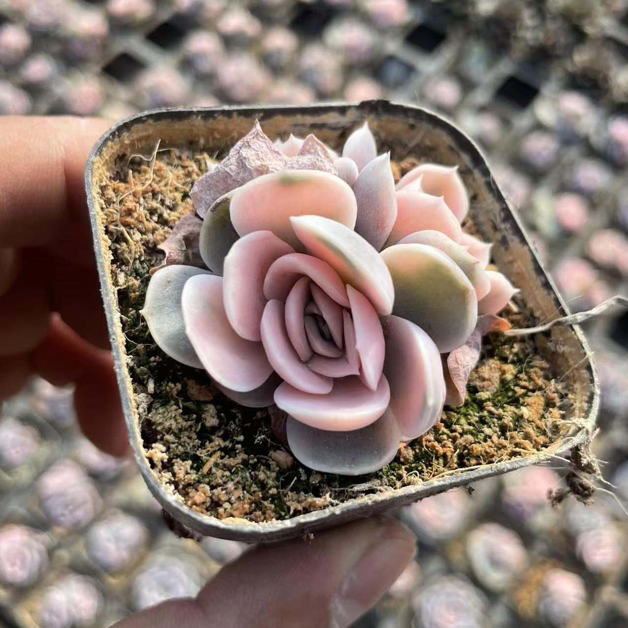 Echeveria Blue Surprise (Double headed)