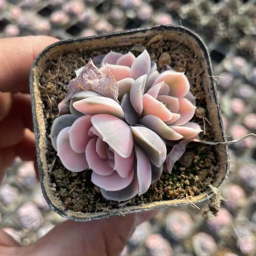 Echeveria Blue Surprise (Double headed)