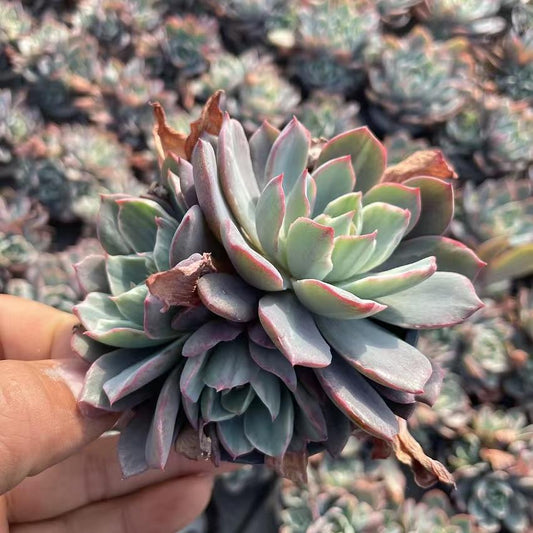 Echeveria Hera