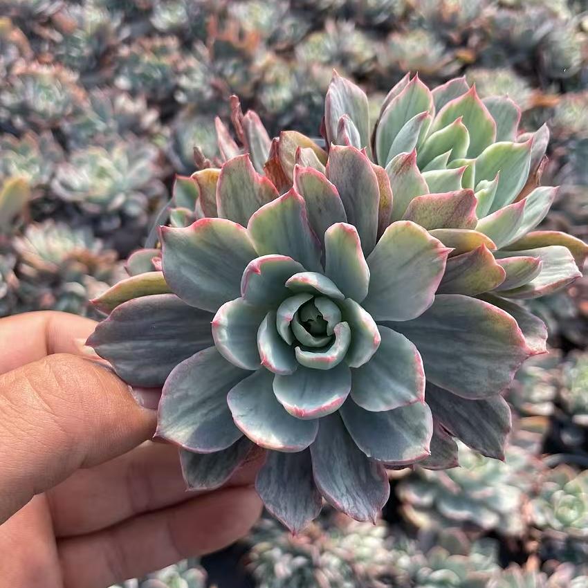 Echeveria Hera