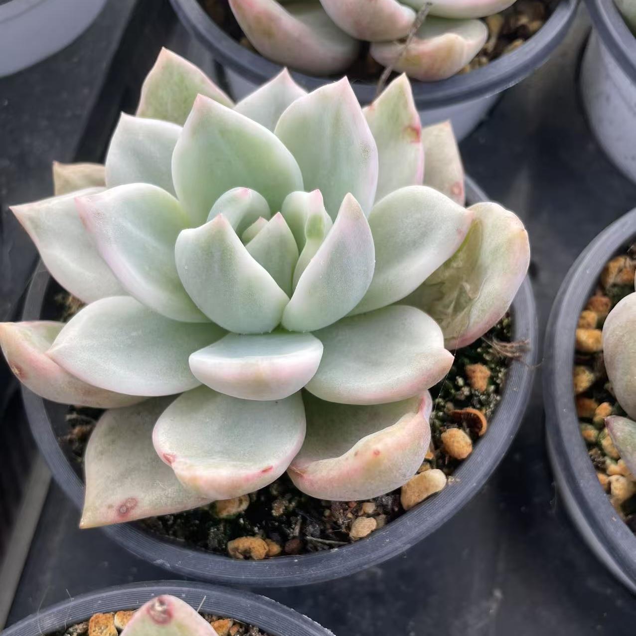 Echeveria Champagne