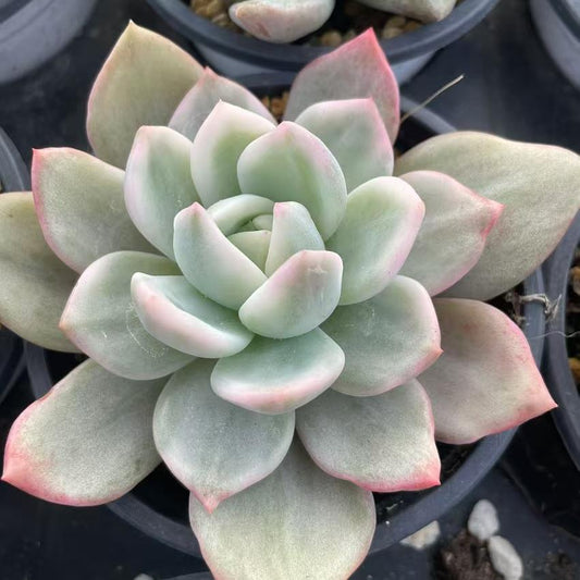 Echeveria Champagne
