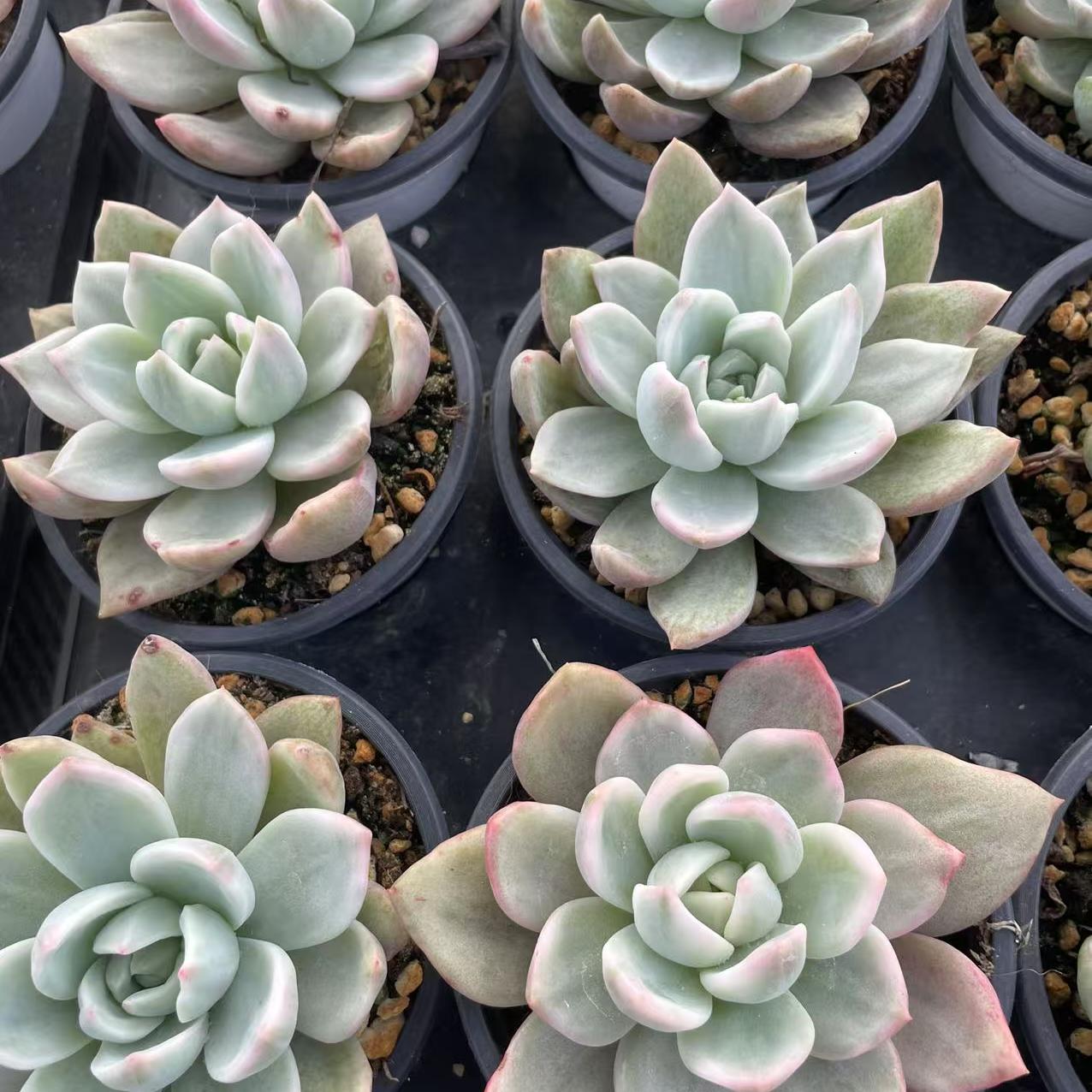 Echeveria Champagne