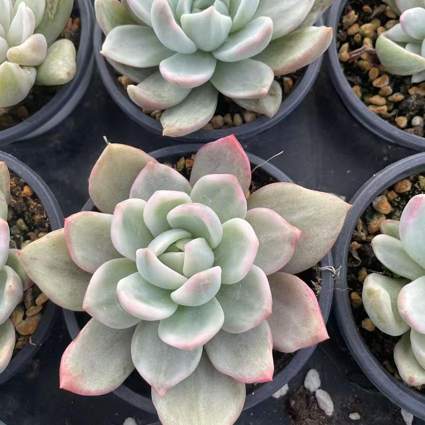 Echeveria Champagne