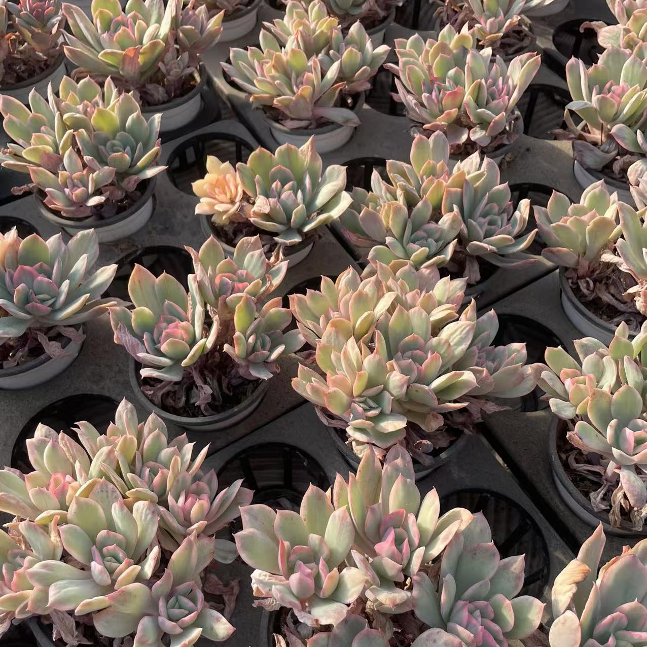 Echeveria Qiluo