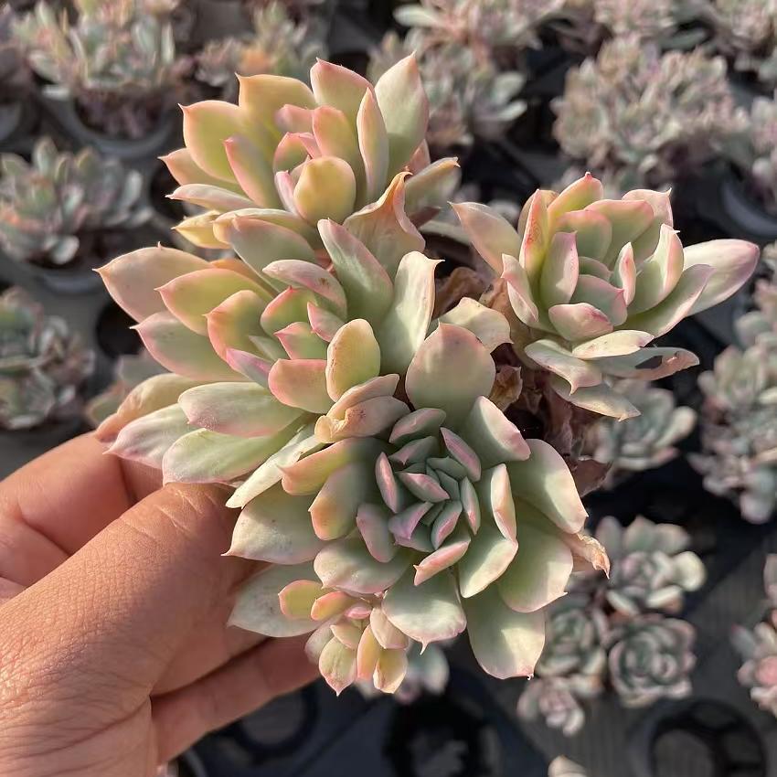 Echeveria Qiluo