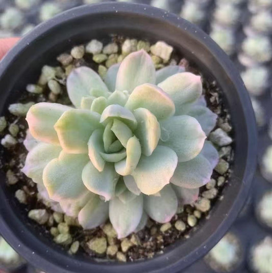 Echeveria Ice Plum
