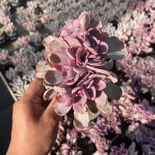 Echeveria Blue Rose (cristate)