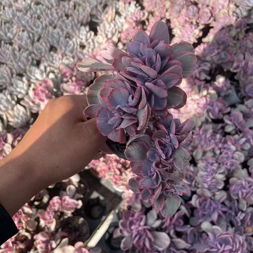 Echeveria Blue Rose (cristate)
