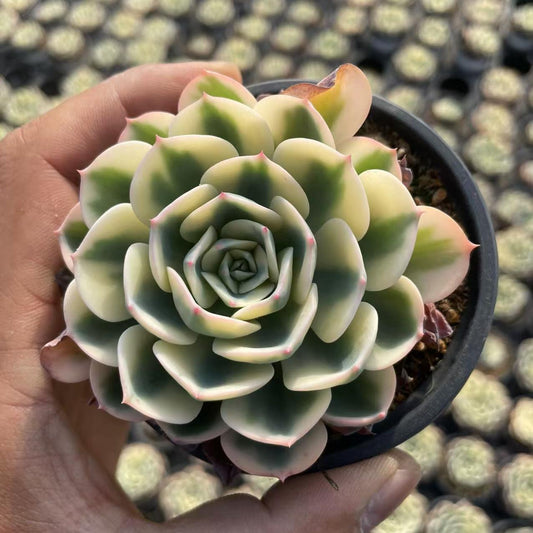 Echeveria Jade Butterfly (single)