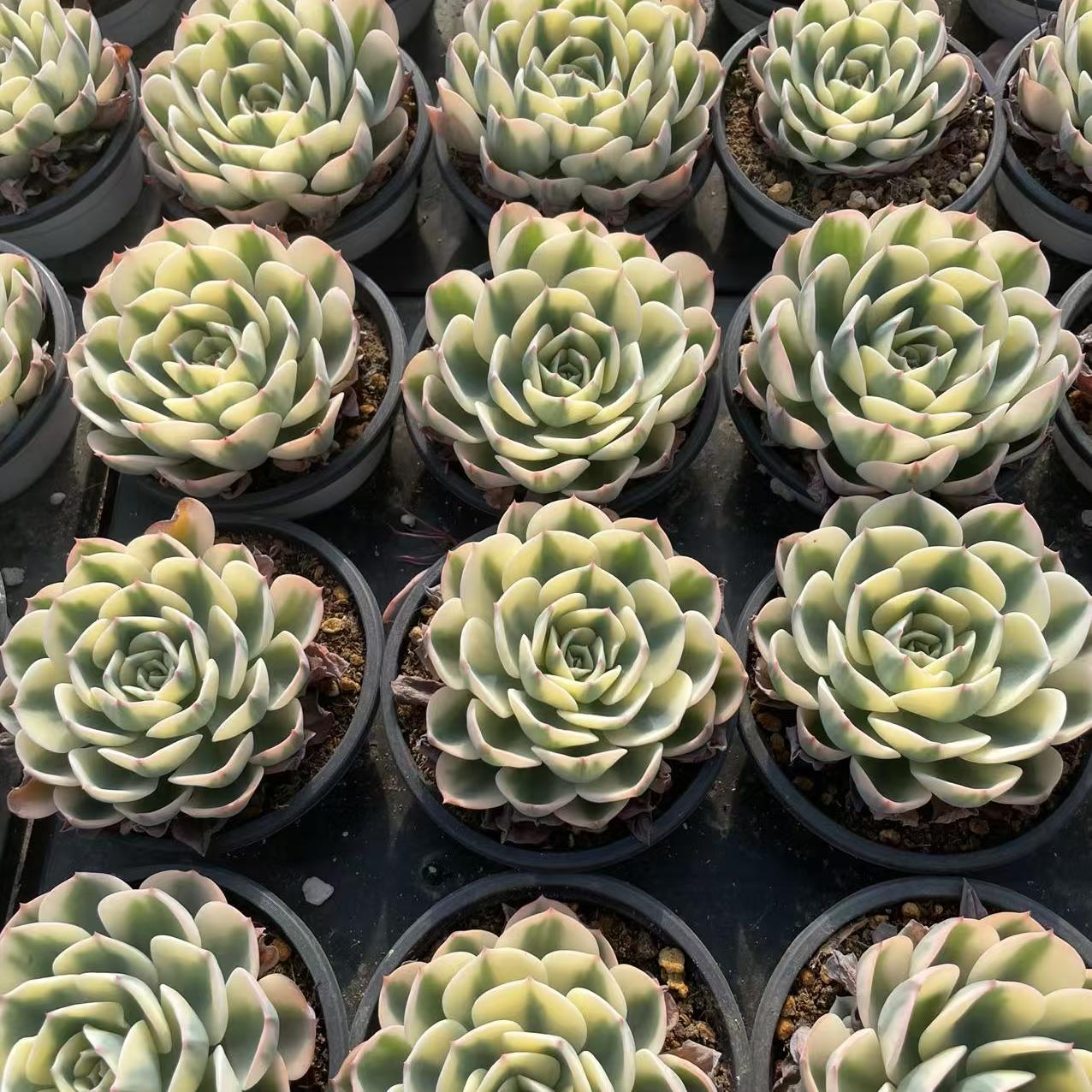 Echeveria Jade Butterfly (single)