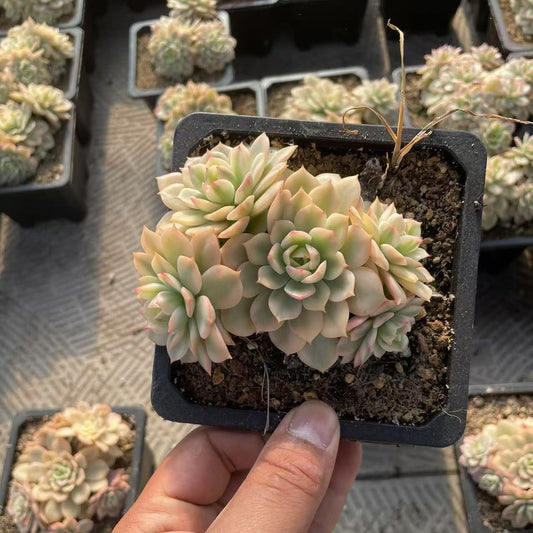 Echeveria Darren