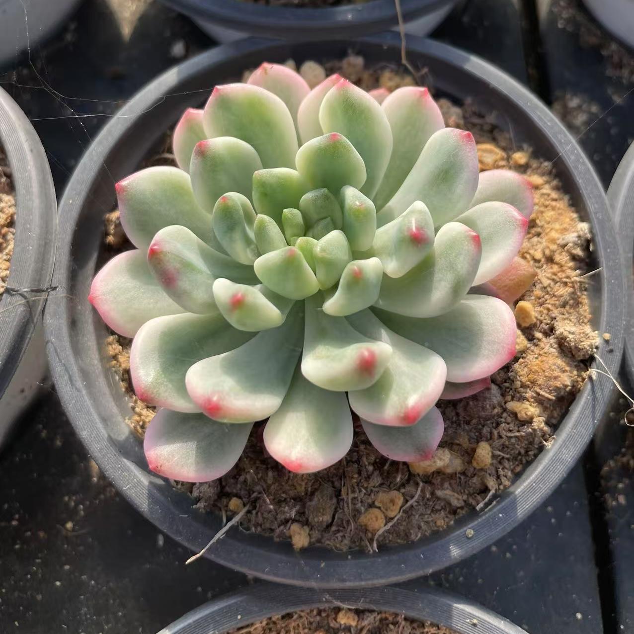 Echeveria Blue Apple