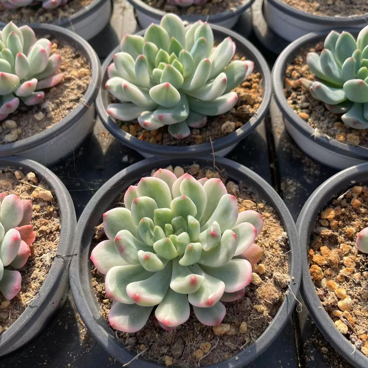 Echeveria Blue Apple