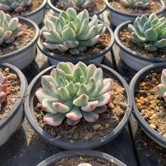 Echeveria Blue Apple