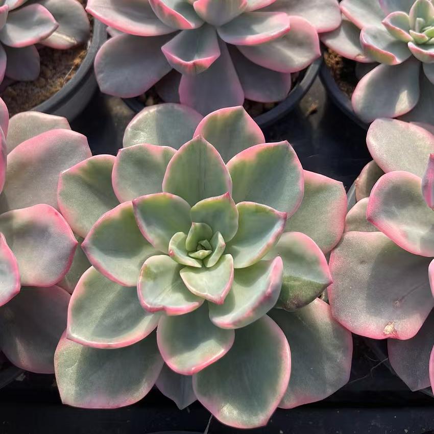 Echeveria Harlem Fans