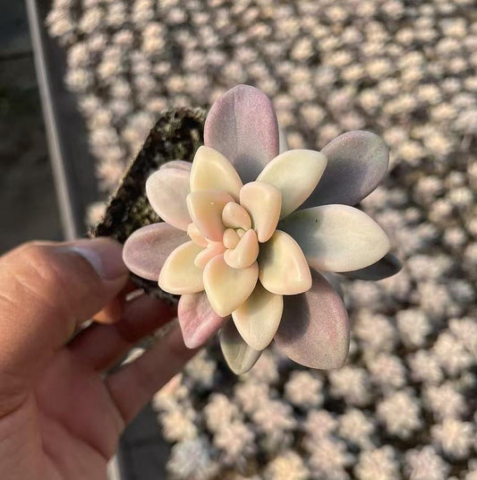 Echeveria Allen