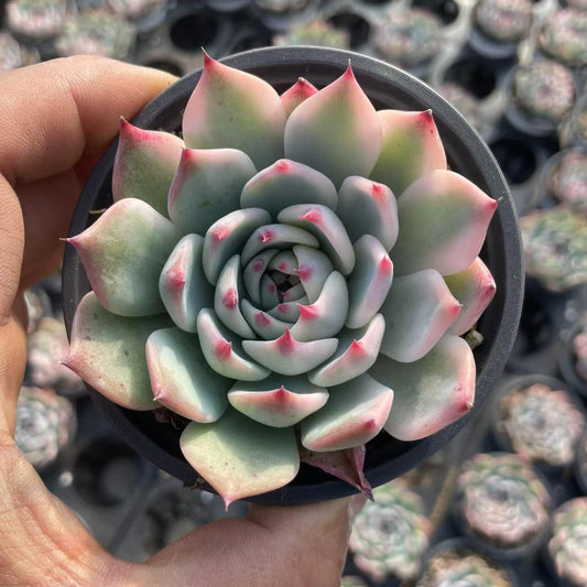 Echeveria Chihuahua Half Wheel