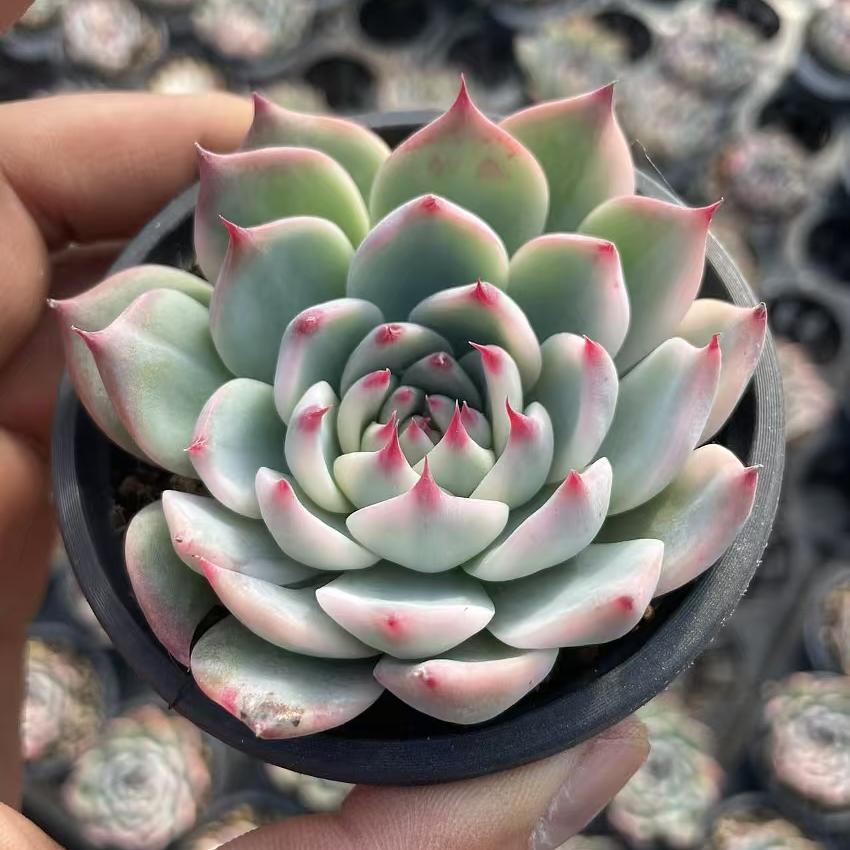 Echeveria Chihuahua Half Wheel