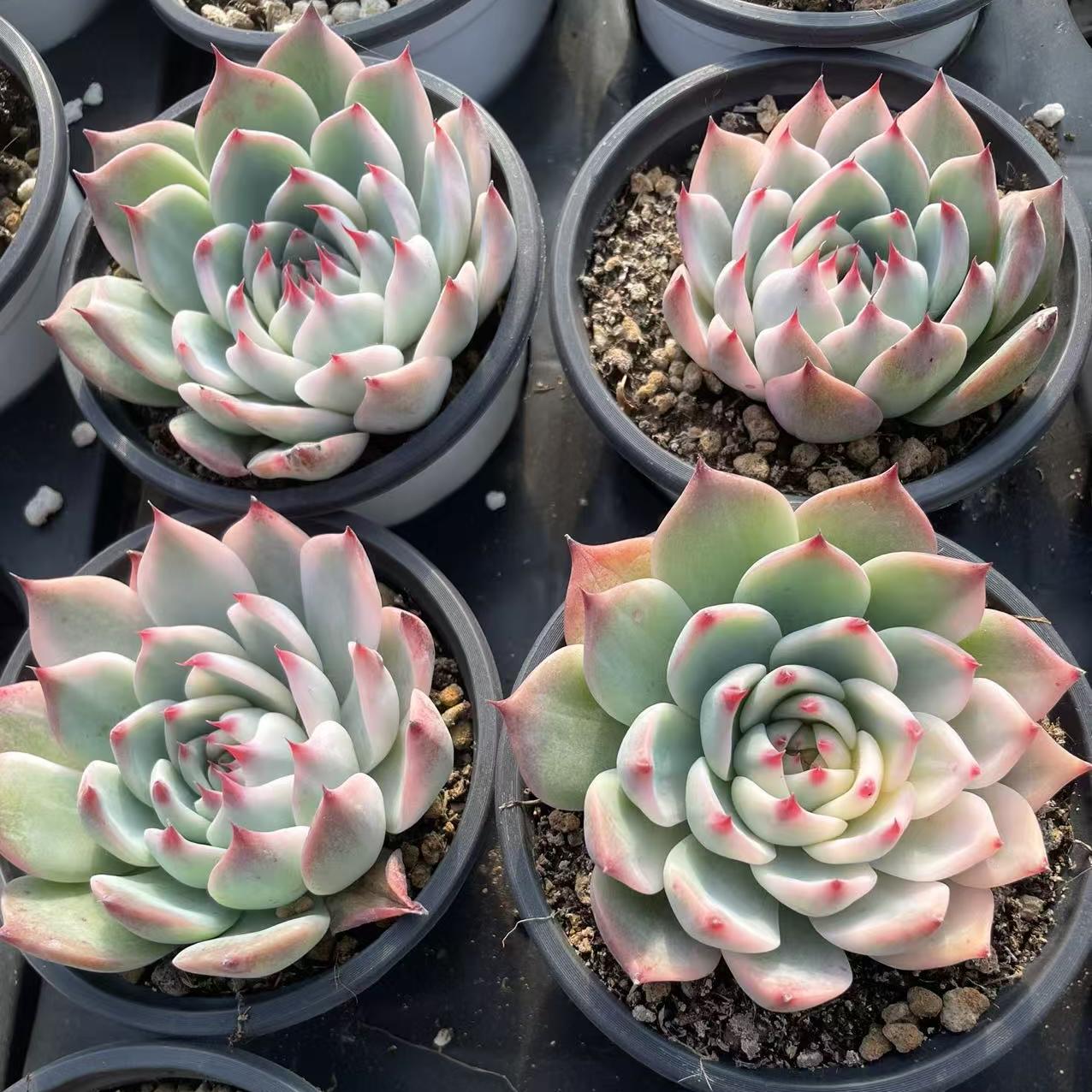 Echeveria Chihuahua Half Wheel