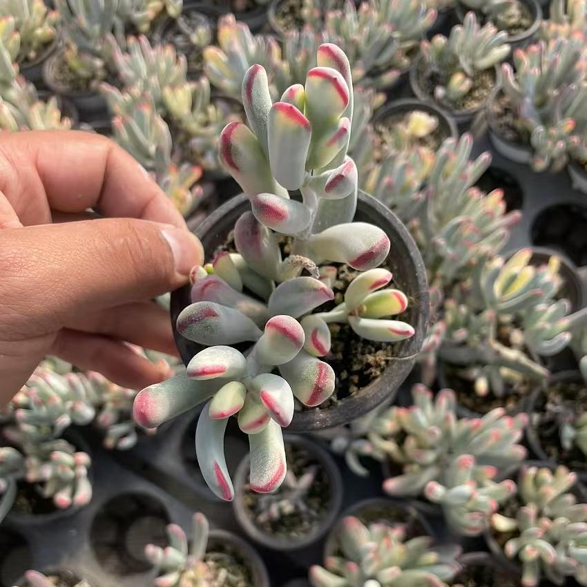 Echeveria Ban Ye Fu Niang