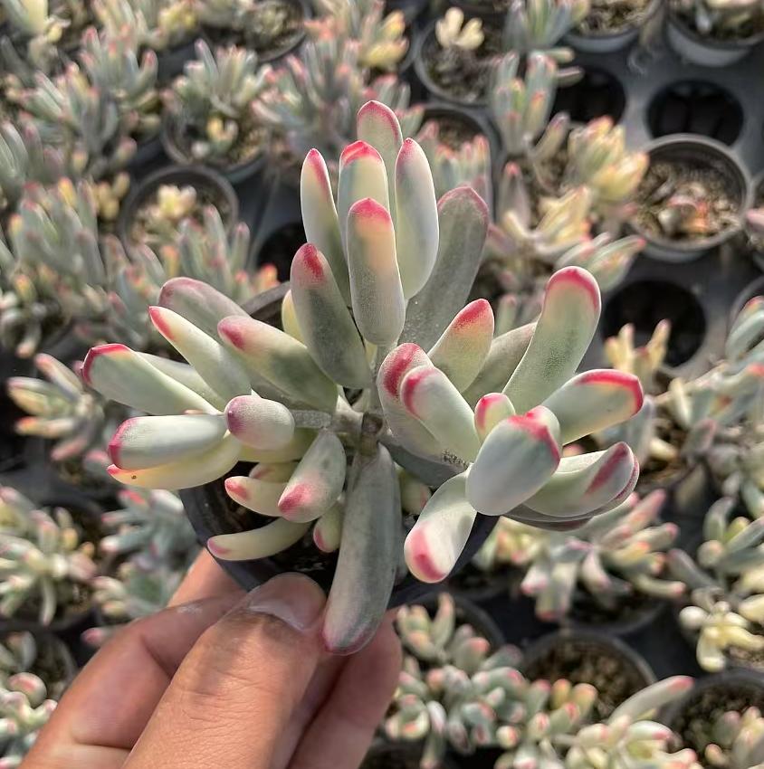 Echeveria Ban Ye Fu Niang