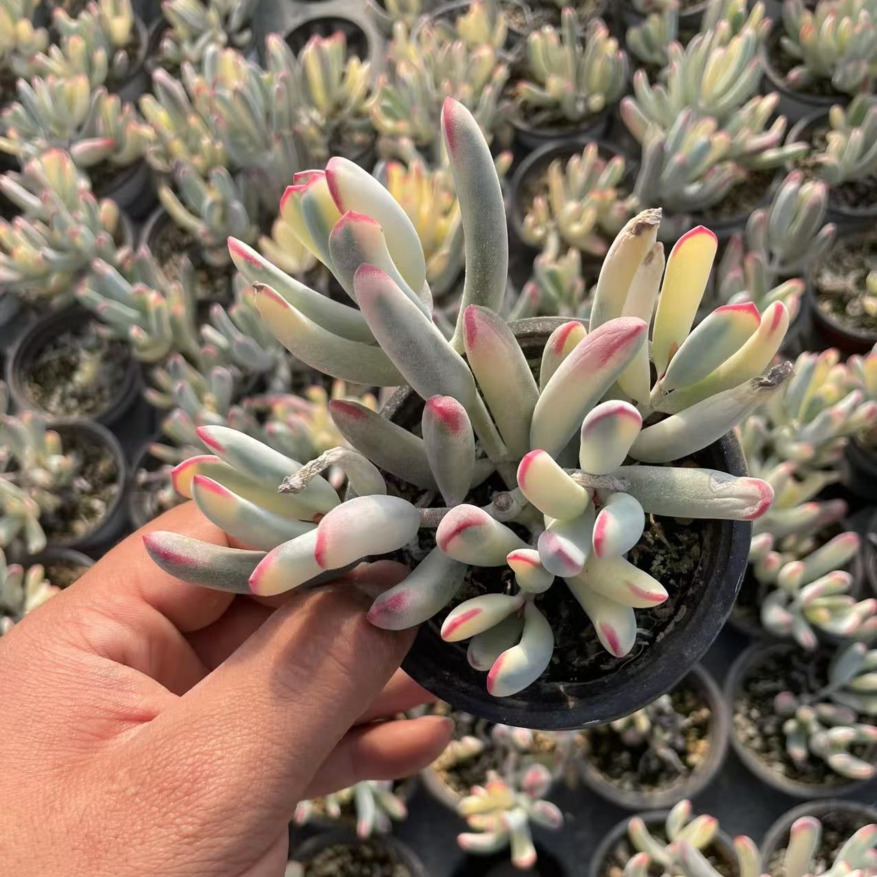 Echeveria Ban Ye Fu Niang