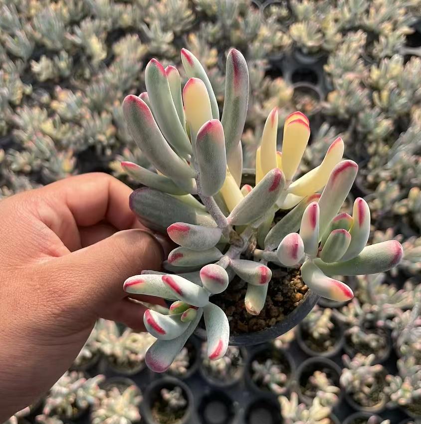 Echeveria Ban Ye Fu Niang