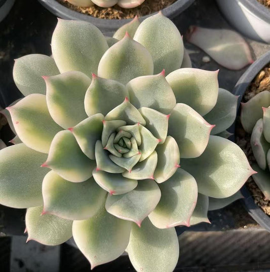 Echeveria Erica